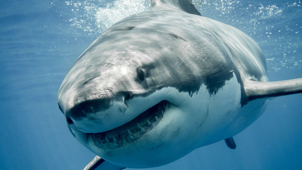 Australan zachránil manželku před žralokem, dal mu pěstí
